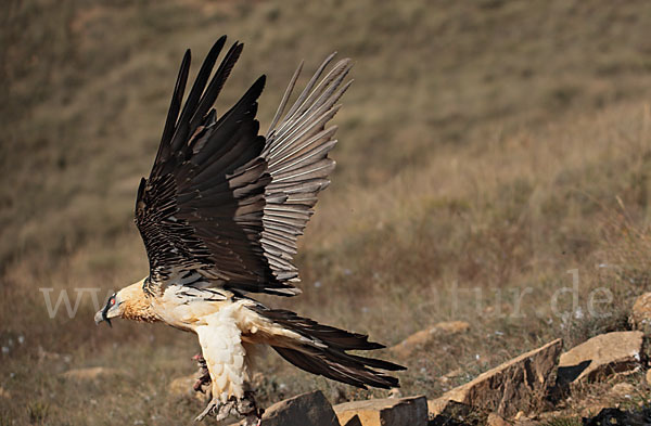 Bartgeier (Gypaetus barbatus)