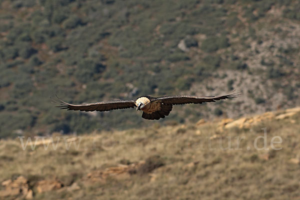 Bartgeier (Gypaetus barbatus)