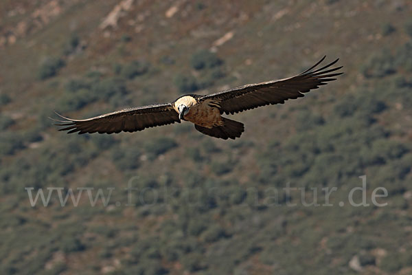 Bartgeier (Gypaetus barbatus)