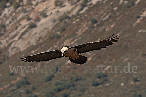 Bartgeier (Gypaetus barbatus)