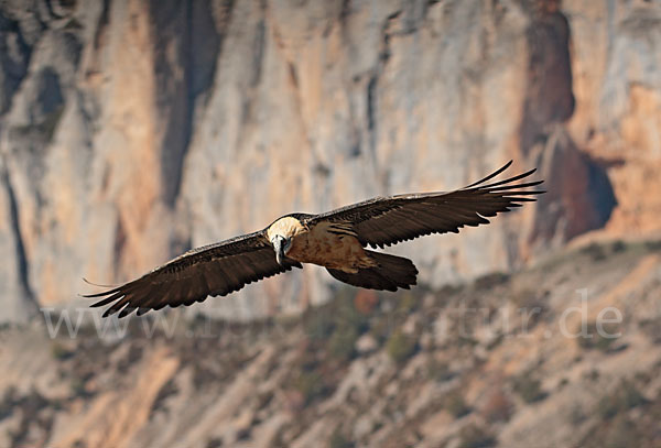 Bartgeier (Gypaetus barbatus)