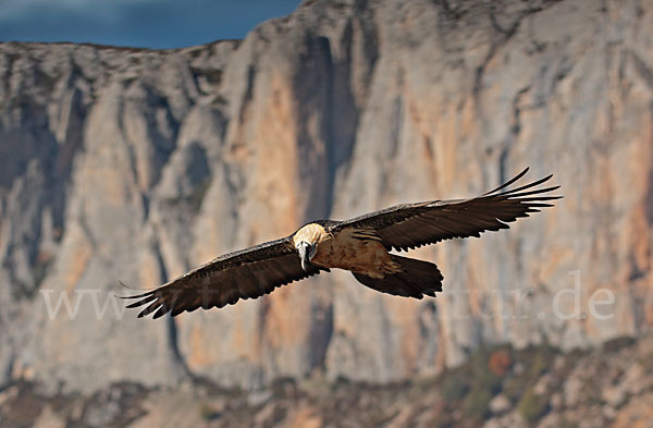 Bartgeier (Gypaetus barbatus)