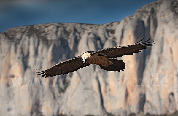 Bartgeier (Gypaetus barbatus)