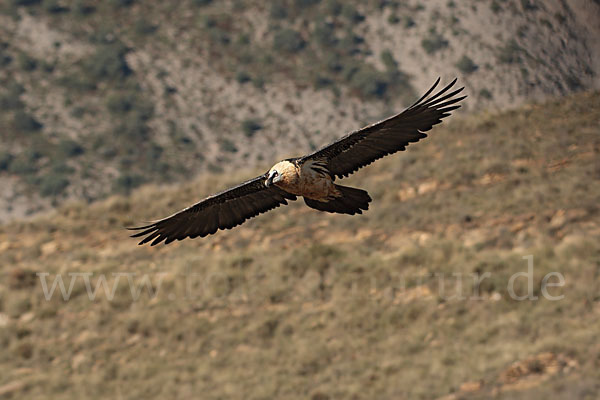 Bartgeier (Gypaetus barbatus)