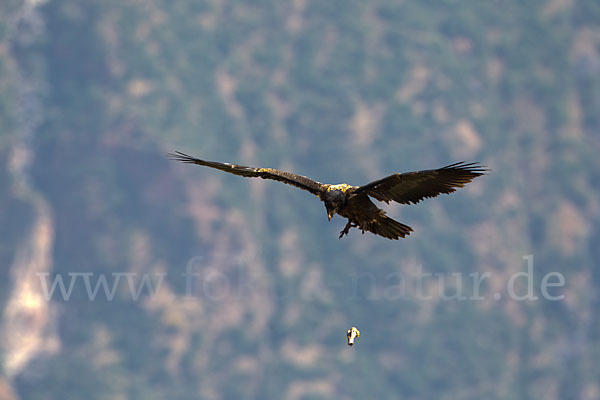 Bartgeier (Gypaetus barbatus)