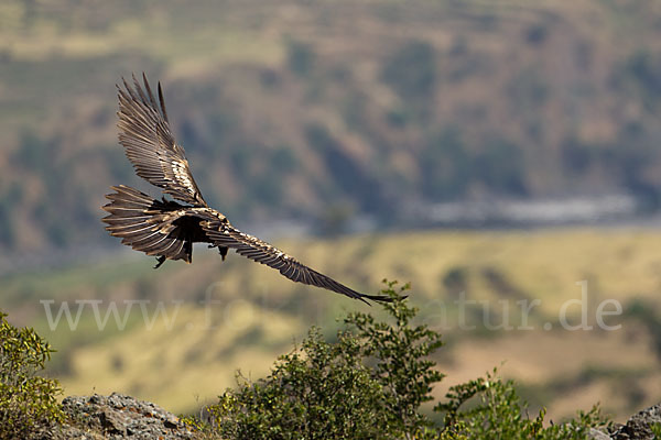 Bartgeier (Gypaetus barbatus)