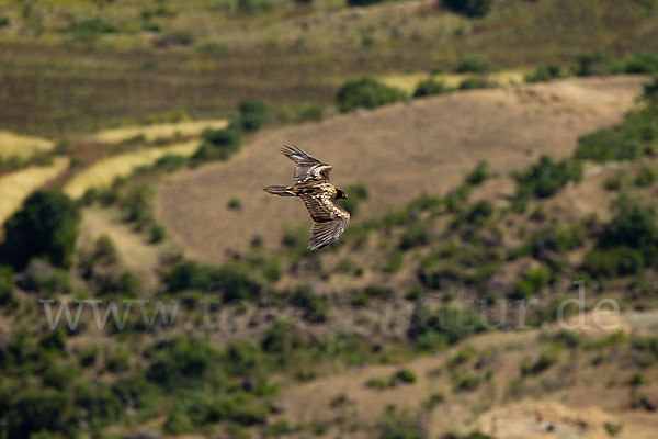 Bartgeier (Gypaetus barbatus)