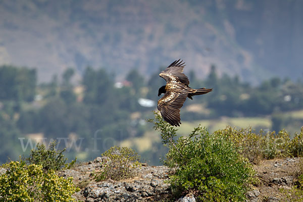 Bartgeier (Gypaetus barbatus)