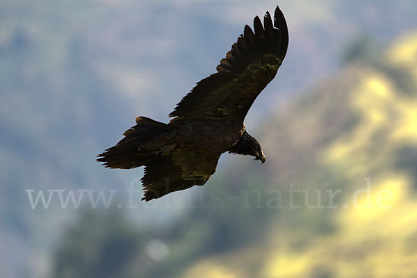 Bartgeier (Gypaetus barbatus)