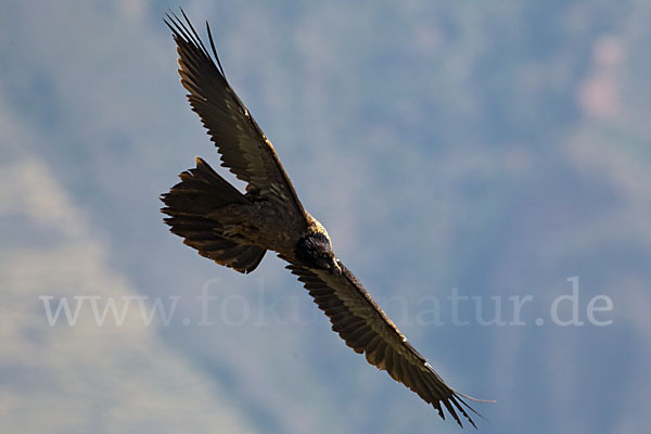 Bartgeier (Gypaetus barbatus)
