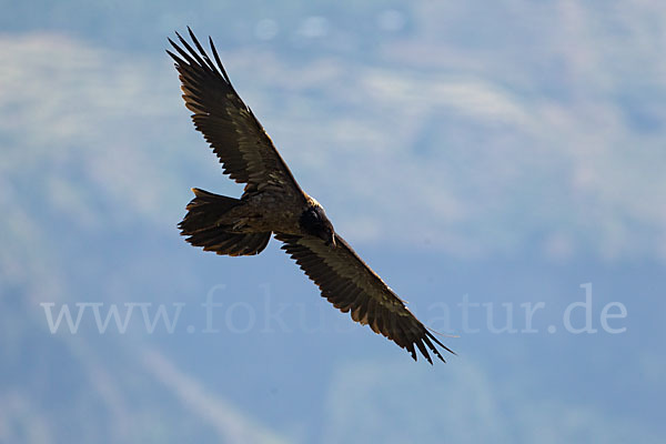 Bartgeier (Gypaetus barbatus)