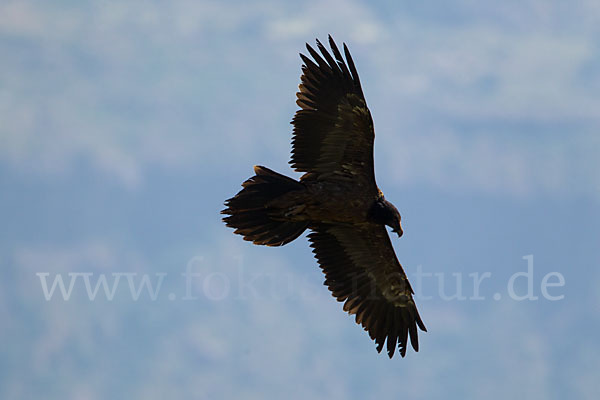 Bartgeier (Gypaetus barbatus)