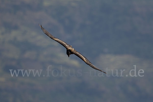 Bartgeier (Gypaetus barbatus)