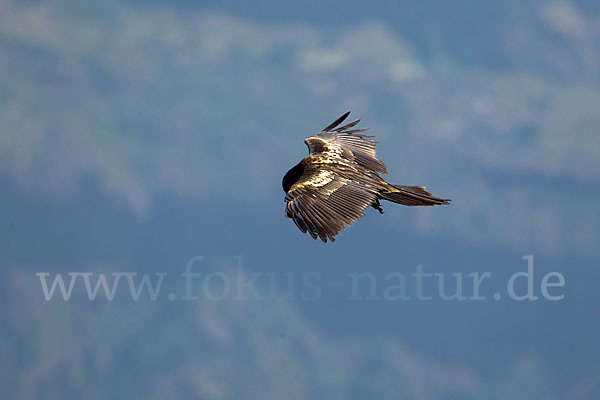 Bartgeier (Gypaetus barbatus)