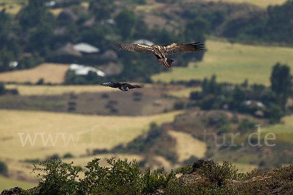 Bartgeier (Gypaetus barbatus)