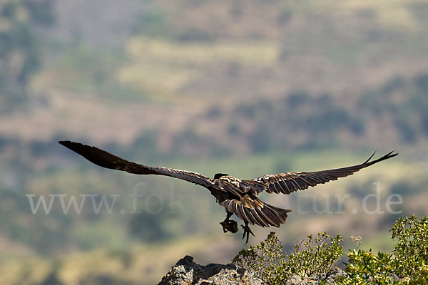 Bartgeier (Gypaetus barbatus)