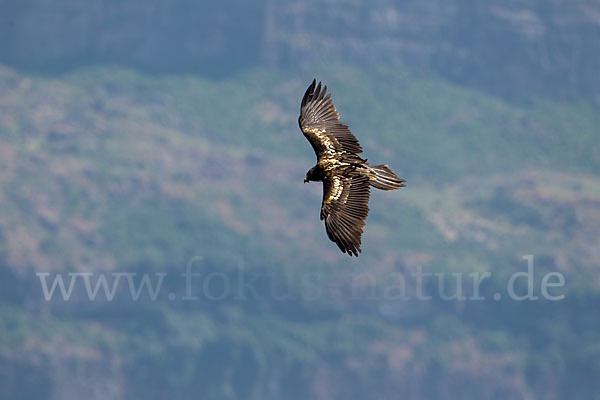 Bartgeier (Gypaetus barbatus)