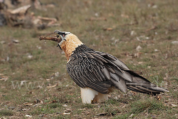 Bartgeier (Gypaetus barbatus)