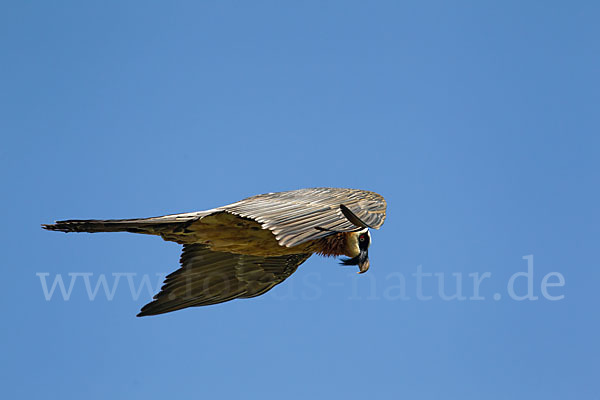 Bartgeier (Gypaetus barbatus)