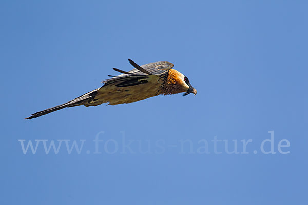 Bartgeier (Gypaetus barbatus)