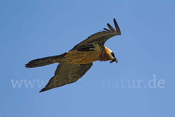 Bartgeier (Gypaetus barbatus)