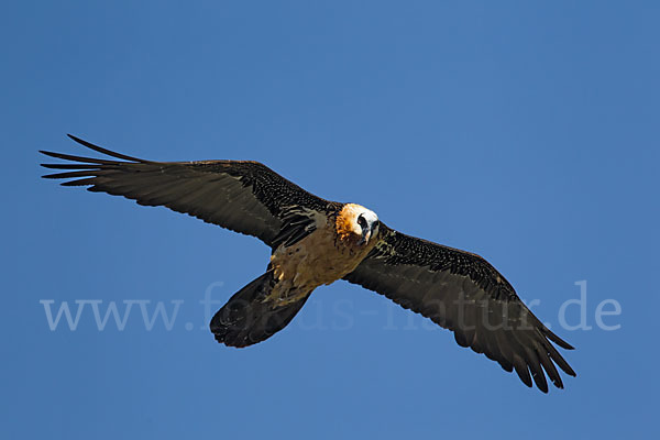 Bartgeier (Gypaetus barbatus)