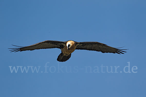 Bartgeier (Gypaetus barbatus)