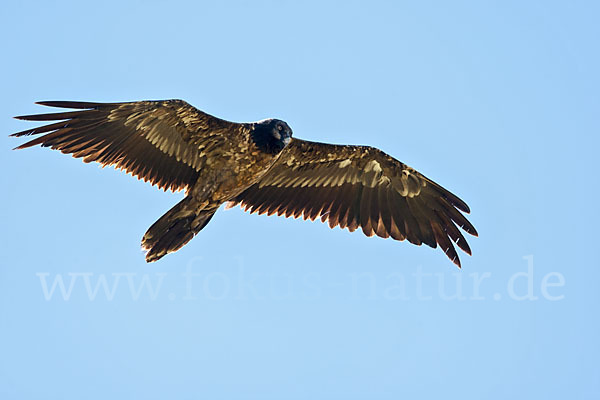 Bartgeier (Gypaetus barbatus)