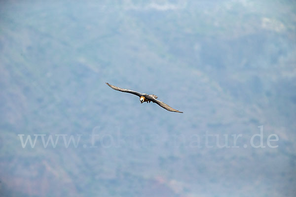 Bartgeier (Gypaetus barbatus)