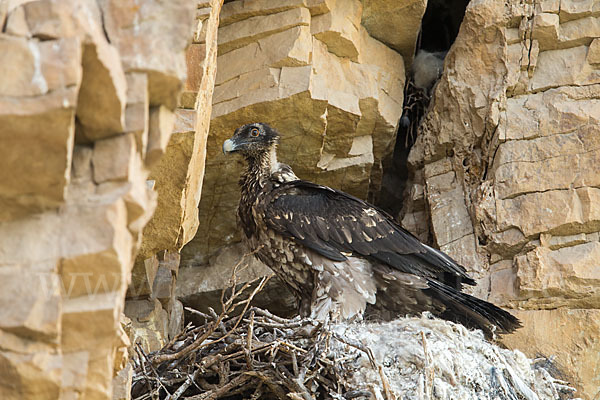 Bartgeier (Gypaetus barbatus)