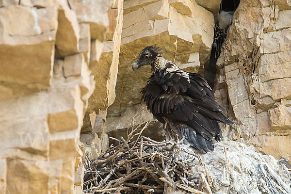 Bartgeier (Gypaetus barbatus)