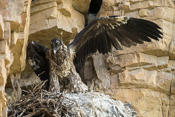 Bartgeier (Gypaetus barbatus)