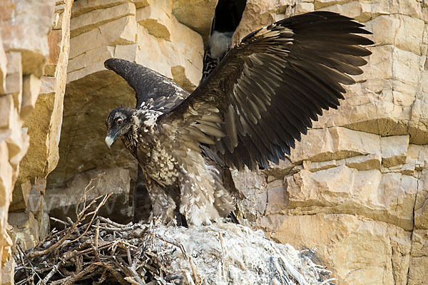 Bartgeier (Gypaetus barbatus)