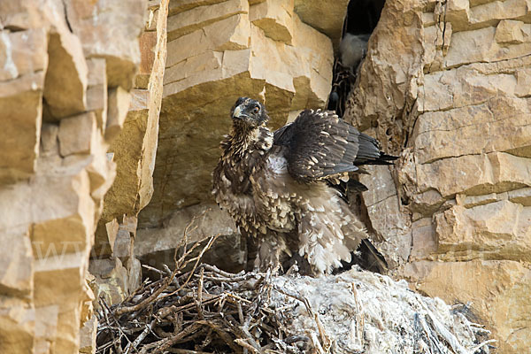 Bartgeier (Gypaetus barbatus)