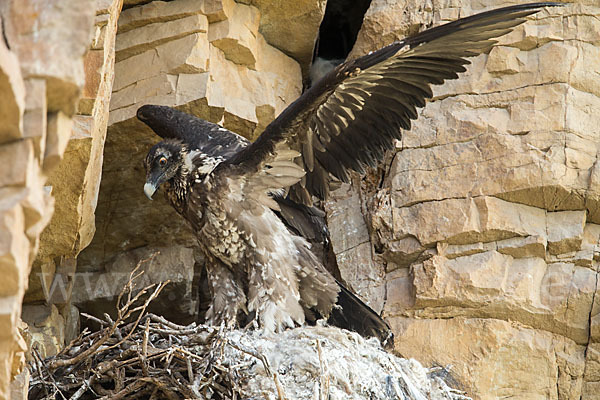 Bartgeier (Gypaetus barbatus)