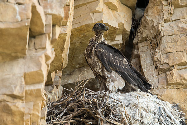 Bartgeier (Gypaetus barbatus)