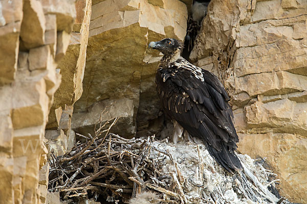 Bartgeier (Gypaetus barbatus)