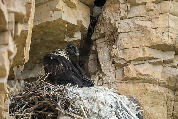 Bartgeier (Gypaetus barbatus)