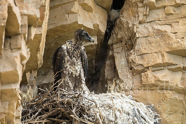 Bartgeier (Gypaetus barbatus)