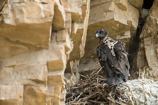 Bartgeier (Gypaetus barbatus)