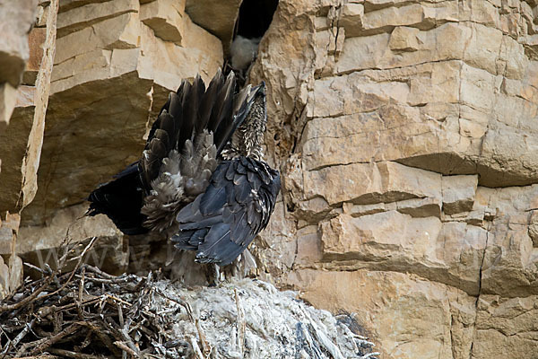 Bartgeier (Gypaetus barbatus)