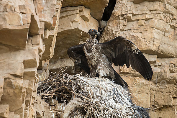 Bartgeier (Gypaetus barbatus)