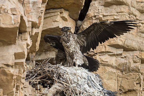 Bartgeier (Gypaetus barbatus)