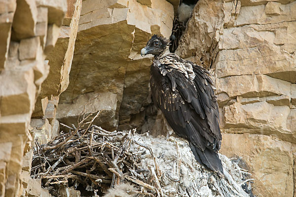 Bartgeier (Gypaetus barbatus)