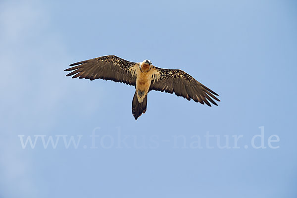 Bartgeier (Gypaetus barbatus)