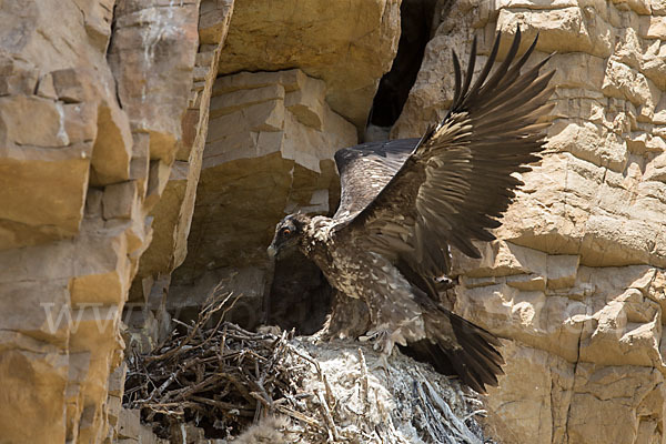 Bartgeier (Gypaetus barbatus)