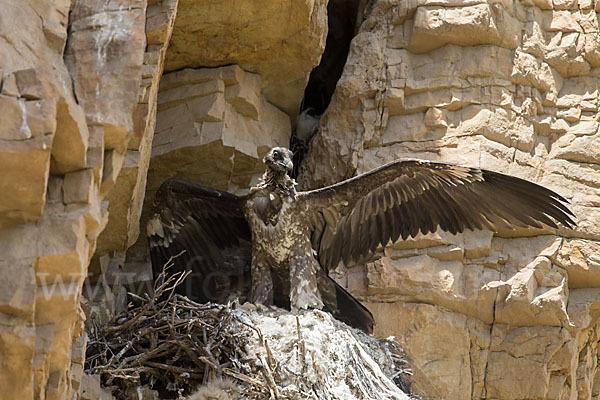 Bartgeier (Gypaetus barbatus)