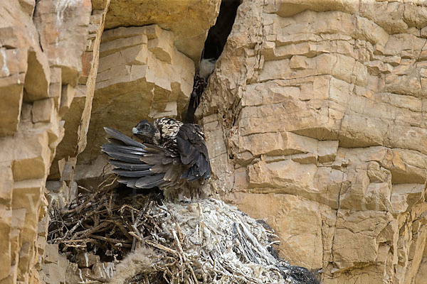 Bartgeier (Gypaetus barbatus)