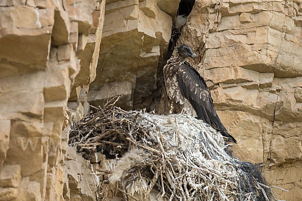 Bartgeier (Gypaetus barbatus)