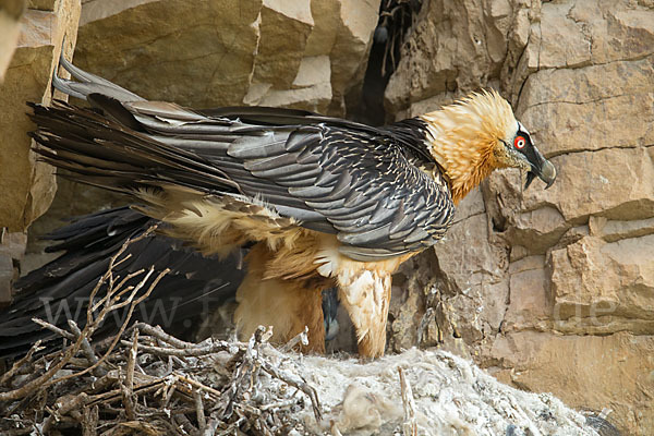 Bartgeier (Gypaetus barbatus)